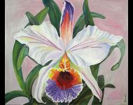 Orchidea Bianca / White Orchid