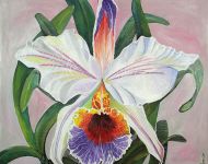 Orchidea Bianca / White Orchid