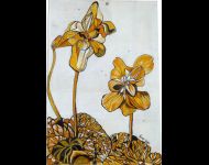 Viola Dorata / Golden Violet