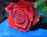 Rosa rossa su blu / Red rose on blue