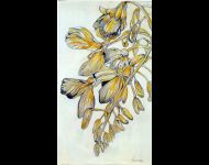 Glicine in giallo / Wisteria in yellow