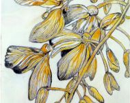 Glicine in giallo / Wisteria in yellow