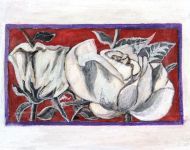 Rose Bianche / White Roses