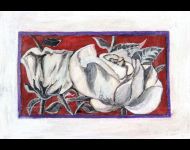 Rose Bianche / White Roses